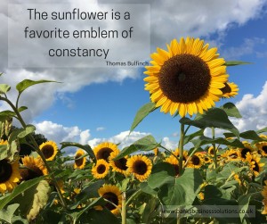 The sunflower is a favorite emblem of constancy